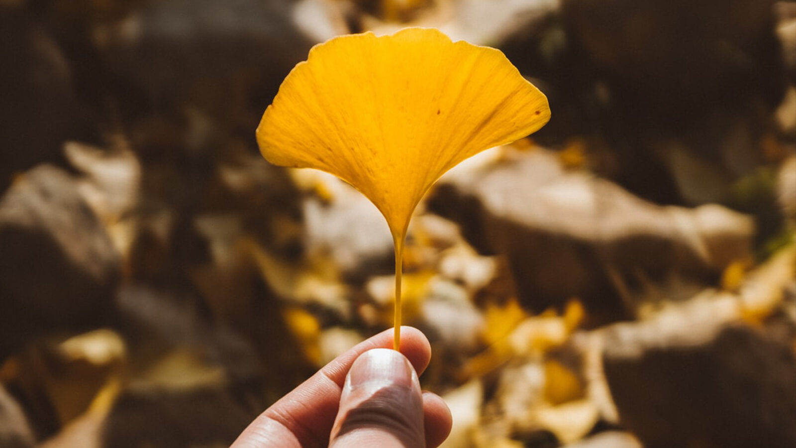 Hand holding a yellow leaf